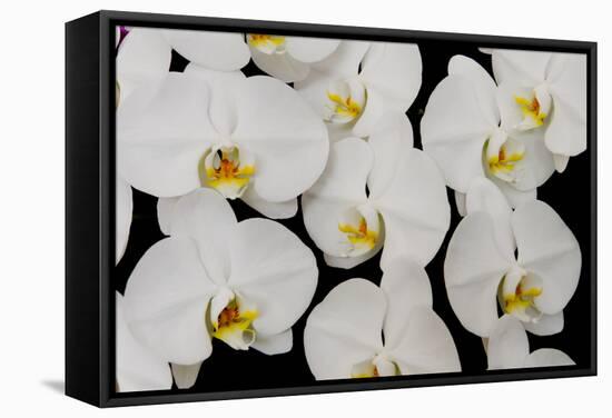 Orchid Phalaenopsis White-Charles Bowman-Framed Stretched Canvas