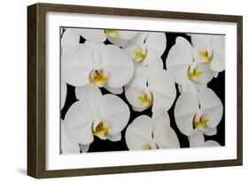 Orchid Phalaenopsis White-Charles Bowman-Framed Photographic Print