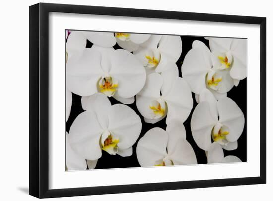 Orchid Phalaenopsis White-Charles Bowman-Framed Photographic Print