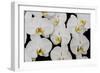 Orchid Phalaenopsis White-Charles Bowman-Framed Photographic Print