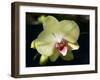 Orchid Phalaenopsis Yellow With Purple-Charles Bowman-Framed Photographic Print