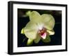 Orchid Phalaenopsis Yellow With Purple-Charles Bowman-Framed Photographic Print