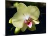 Orchid Phalaenopsis Yellow With Purple-Charles Bowman-Mounted Photographic Print