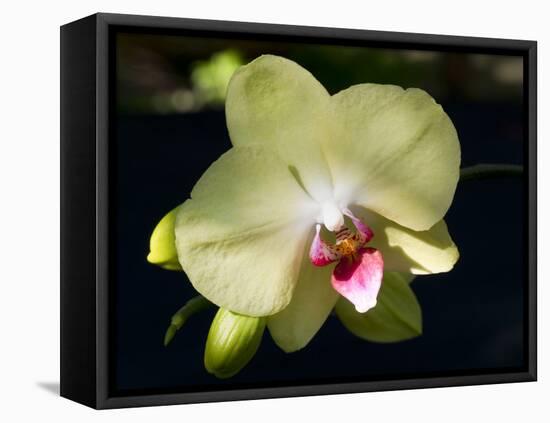 Orchid Phalaenopsis Yellow With Purple-Charles Bowman-Framed Stretched Canvas