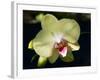 Orchid Phalaenopsis Yellow With Purple-Charles Bowman-Framed Photographic Print