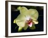 Orchid Phalaenopsis Yellow With Purple-Charles Bowman-Framed Photographic Print