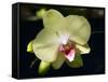 Orchid Phalaenopsis Yellow With Purple-Charles Bowman-Framed Stretched Canvas