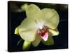 Orchid Phalaenopsis Yellow With Purple-Charles Bowman-Stretched Canvas