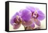 Orchid (Phalaenopsis)-Maria Mosolova-Framed Stretched Canvas