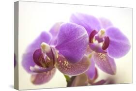 Orchid (Phalaenopsis)-Maria Mosolova-Stretched Canvas