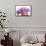 Orchid (Phalaenopsis)-Maria Mosolova-Framed Stretched Canvas displayed on a wall