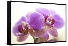 Orchid (Phalaenopsis)-Maria Mosolova-Framed Stretched Canvas