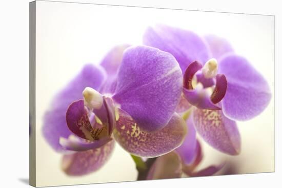 Orchid (Phalaenopsis)-Maria Mosolova-Stretched Canvas