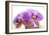 Orchid (Phalaenopsis)-Maria Mosolova-Framed Premium Photographic Print