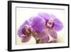 Orchid (Phalaenopsis)-Maria Mosolova-Framed Premium Photographic Print