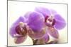 Orchid (Phalaenopsis)-Maria Mosolova-Mounted Premium Photographic Print
