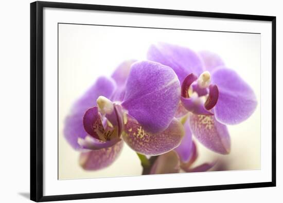 Orchid (Phalaenopsis)-Maria Mosolova-Framed Premium Photographic Print