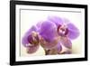 Orchid (Phalaenopsis)-Maria Mosolova-Framed Premium Photographic Print