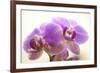 Orchid (Phalaenopsis)-Maria Mosolova-Framed Photographic Print