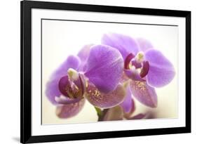 Orchid (Phalaenopsis)-Maria Mosolova-Framed Photographic Print