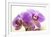 Orchid (Phalaenopsis)-Maria Mosolova-Framed Photographic Print