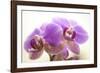 Orchid (Phalaenopsis)-Maria Mosolova-Framed Photographic Print