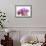 Orchid (Phalaenopsis)-Maria Mosolova-Framed Photographic Print displayed on a wall