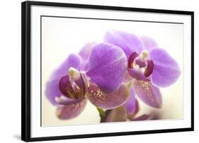 Orchid (Phalaenopsis)-Maria Mosolova-Framed Photographic Print