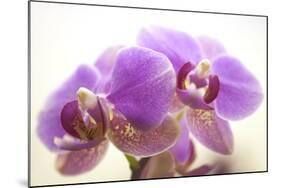 Orchid (Phalaenopsis)-Maria Mosolova-Mounted Photographic Print