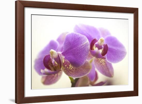 Orchid (Phalaenopsis)-Maria Mosolova-Framed Photographic Print