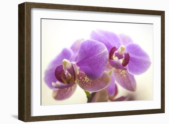 Orchid (Phalaenopsis)-Maria Mosolova-Framed Photographic Print