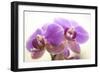 Orchid (Phalaenopsis)-Maria Mosolova-Framed Photographic Print