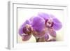 Orchid (Phalaenopsis)-Maria Mosolova-Framed Photographic Print
