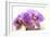 Orchid (Phalaenopsis)-Maria Mosolova-Framed Photographic Print