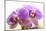 Orchid (Phalaenopsis)-Maria Mosolova-Mounted Photographic Print