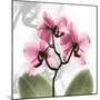 Orchid Pink-Albert Koetsier-Mounted Art Print