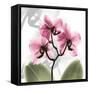 Orchid Pink-Albert Koetsier-Framed Stretched Canvas