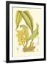 Orchid Plenty I-Samuel Curtis-Framed Art Print