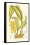 Orchid Plenty I-Samuel Curtis-Framed Stretched Canvas