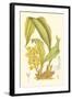 Orchid Plenty I-Samuel Curtis-Framed Art Print