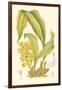 Orchid Plenty I-Samuel Curtis-Framed Art Print