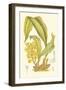 Orchid Plenty I-Samuel Curtis-Framed Art Print