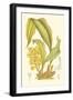 Orchid Plenty I-Samuel Curtis-Framed Art Print