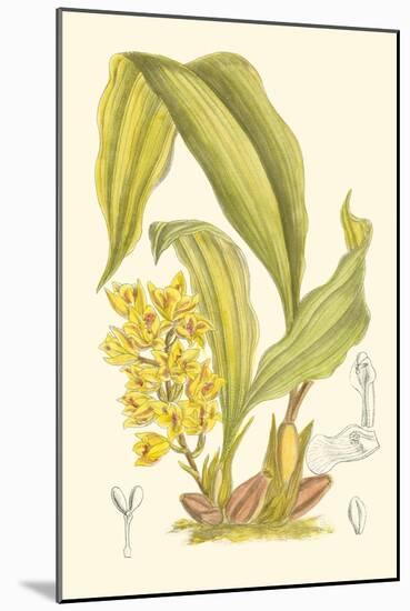 Orchid Plenty I-Samuel Curtis-Mounted Art Print
