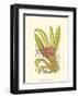 Orchid Plenty II-Samuel Curtis-Framed Art Print