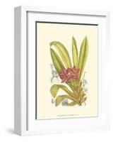 Orchid Plenty II-Samuel Curtis-Framed Art Print