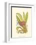 Orchid Plenty II-Samuel Curtis-Framed Art Print