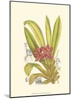 Orchid Plenty II-Samuel Curtis-Mounted Art Print