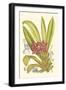 Orchid Plenty II-Samuel Curtis-Framed Art Print