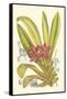 Orchid Plenty II-Samuel Curtis-Framed Stretched Canvas